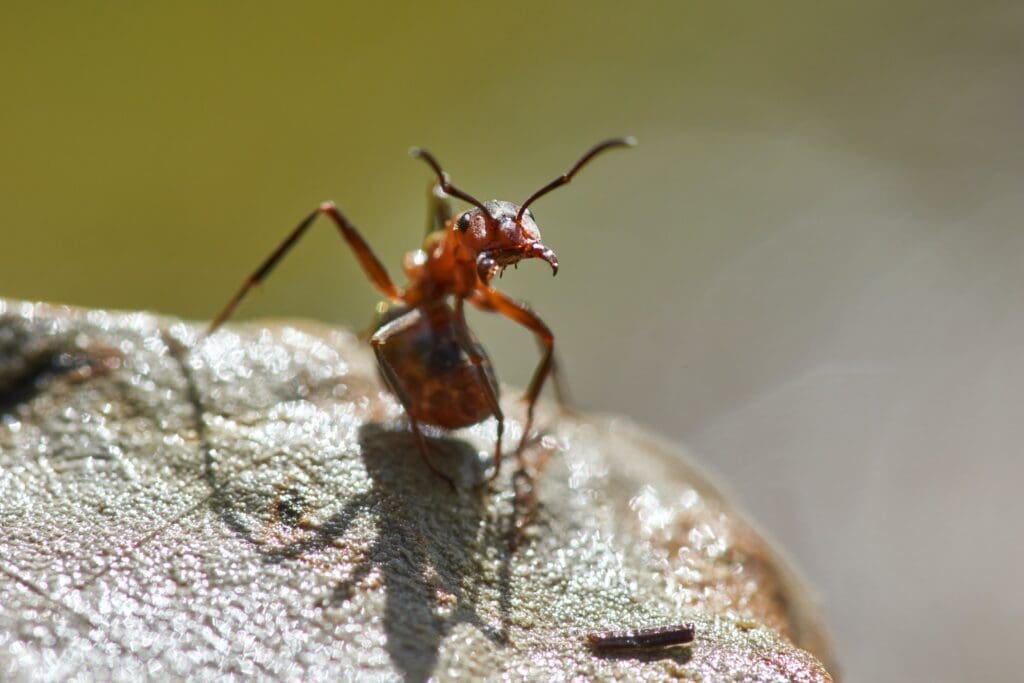 Strategies for Locating Ant Nests in Your Yard