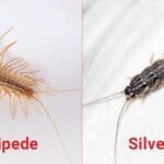 Silverfish