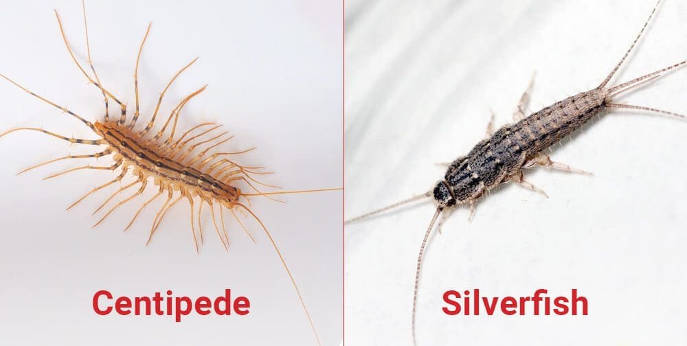 Silverfish