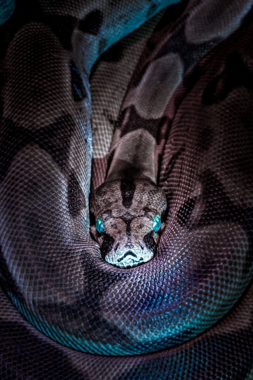 photo of snake