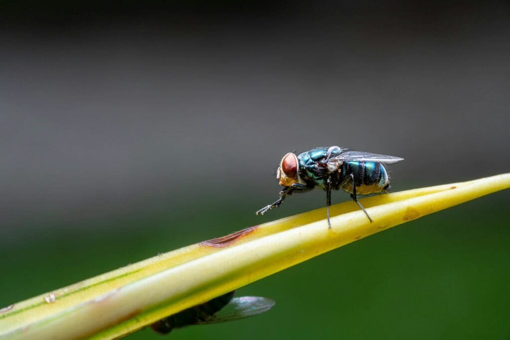 How To Get Rid Of Pantry Pest
